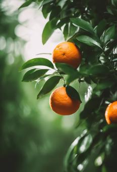 Free Stock Photo of Fresh Orange With Green Leaves