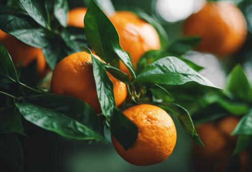 Free Stock Photo of Fresh Orange With Green Leaves