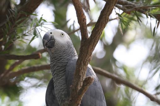 Free Stock Photo of African grey parrot