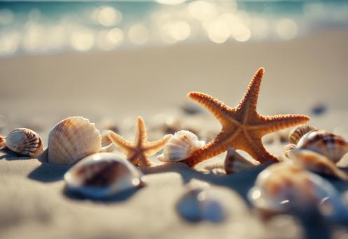 Free Stock Photo of Starfish and Shells on the Beach
