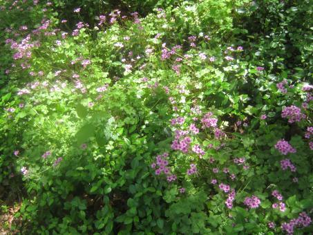 Free Stock Photo of Flowers in my yard