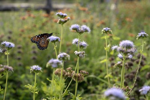 Free Stock Photo of A butterfly rests on a plant outside 