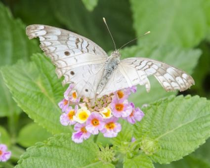 Free Stock Photo of Butterfly on flowers