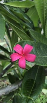 Free Stock Photo of Pink flower blossom