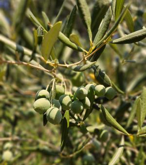 Free Stock Photo of Green olives