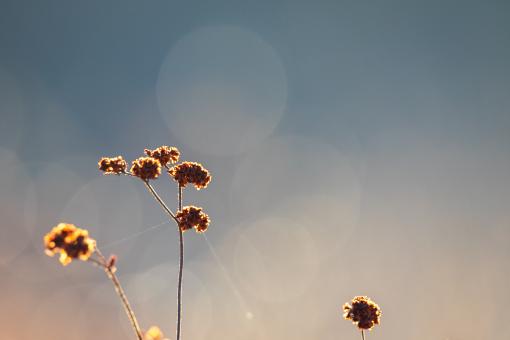 Free Stock Photo of Wildflower background