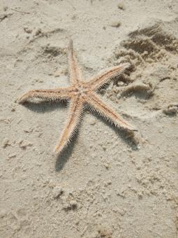 Free Stock Photo of Starfish on the beach