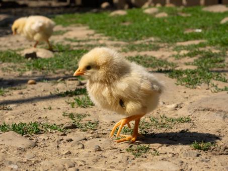 Free Stock Photo of Chick on Farmyard Ground