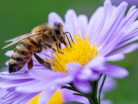 Free Stock Photo of Bee Pollinating a Purple Flower