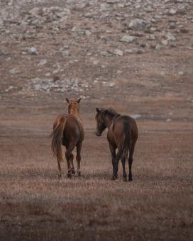 Free Stock Photo of Horses Roaming Freely