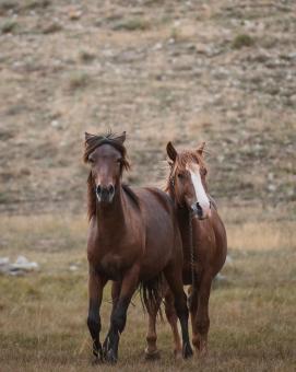 Free Stock Photo of A Pair of Wild Horses