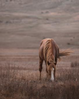 Free Stock Photo of Grazing Horse