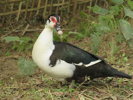 Free Stock Photo of Muscovy Duck