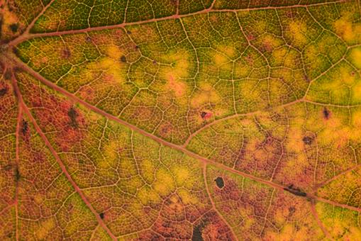 Free Stock Photo of Macro fall leaf