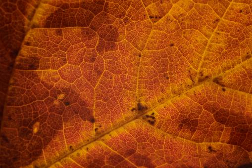 Free Stock Photo of Macro Fall Leaf