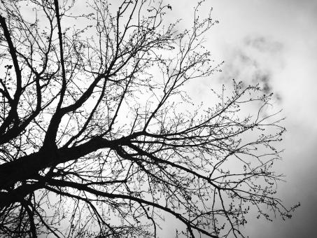 Free Stock Photo of Twisted tree and sky
