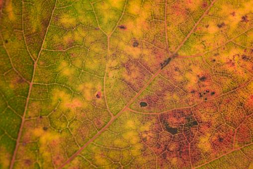 Free Stock Photo of Fall leaf texture