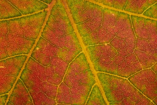 Free Stock Photo of Autumn leaf texture