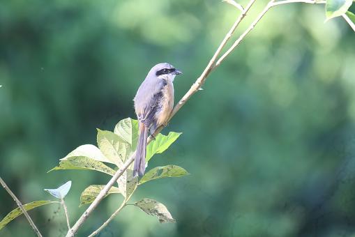 Free Stock Photo of Grey Back Shrike
