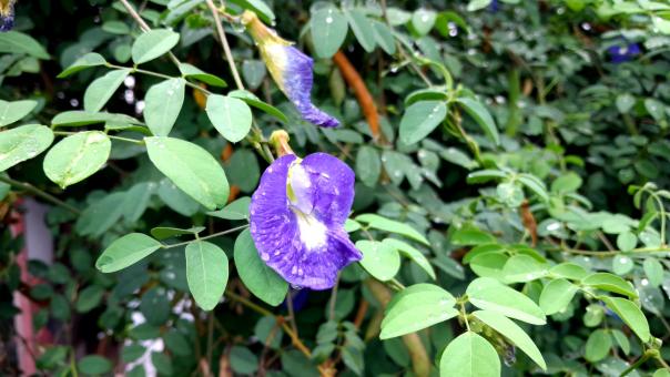 Free Stock Photo of Asian Pigeonwings Flower