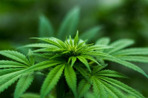 Free Stock Photo of Medical Marijuana