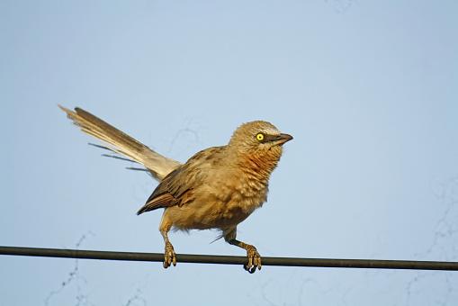 Free Stock Photo of Large Grey Babbler