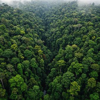Free Stock Photo of Aerial View of Lush Green Forest