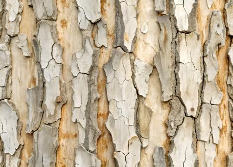 Free Stock Photo of Detailed Close Up of Textured Tree Bark 
