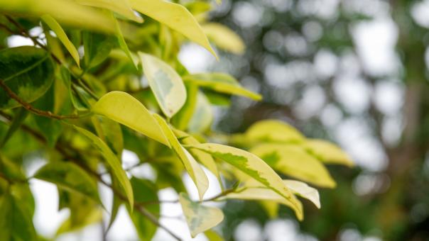 Free Stock Photo of Tree Leaves in Nature