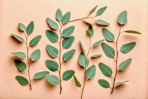 Free Stock Photo of Elegant arrangement of eucalyptus leaves on a warm pastel background 