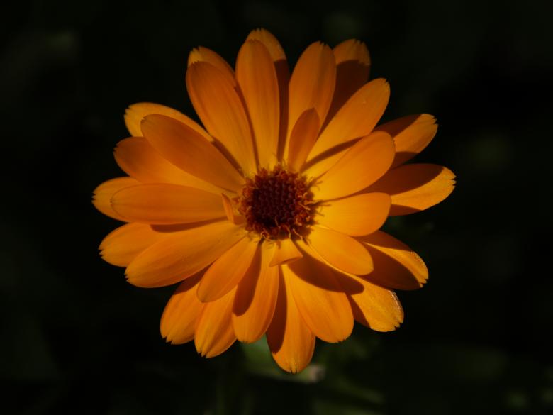 Free stock image of Flower power created by michiel grootendorst