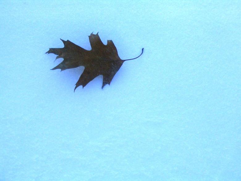 Free stock image of Winter's Fall created by dawn c. thomas