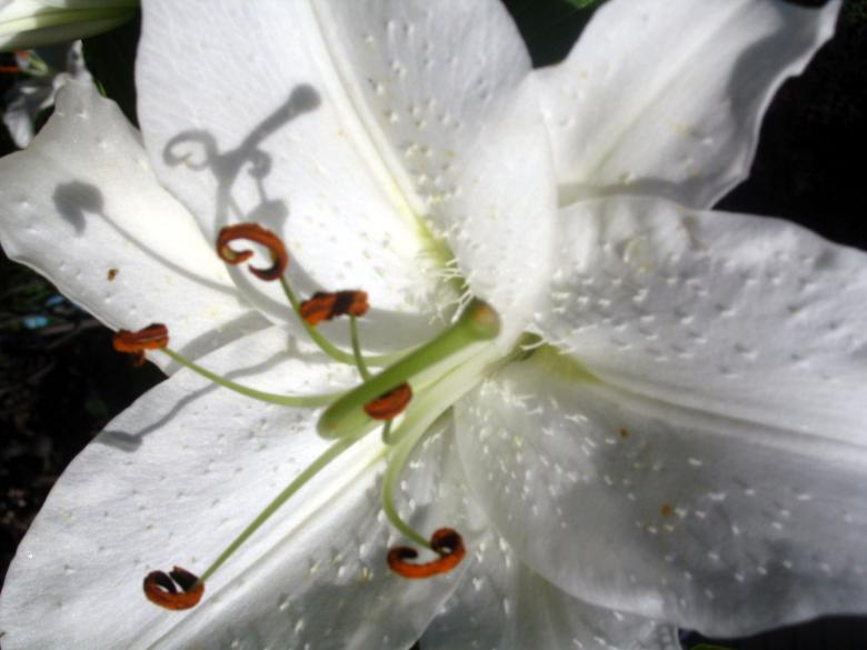 Free stock image of Flower Explosion created by dawn c. thomas
