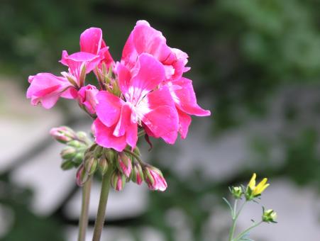Geranium - Free Stock Photo