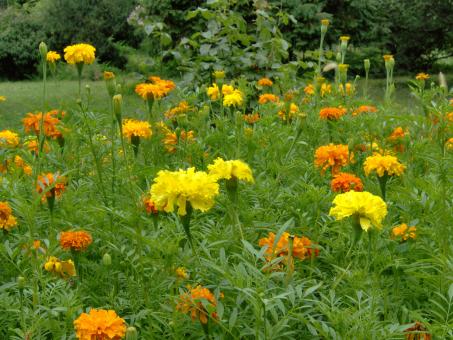 Garden Flowers - Free Stock Photo