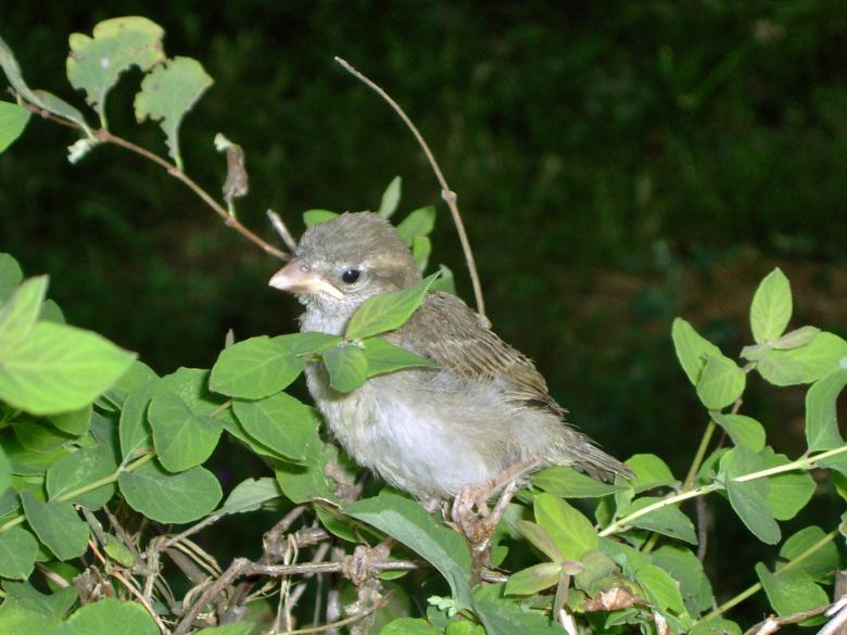 Free stock image of Sparrow Chick created by alexandra