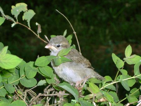Sparrow Chick - Free Stock Photo