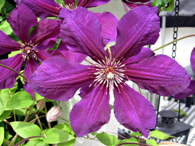 Free stock image of Purple flower created by Bent Arvesen