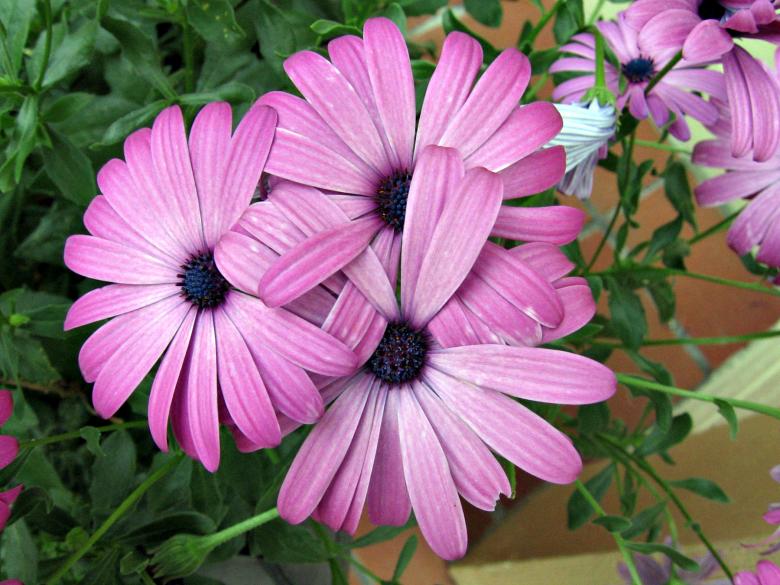 Free stock image of Purple Flowers created by Bent Arvesen