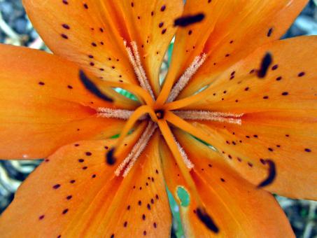 Orange Flower