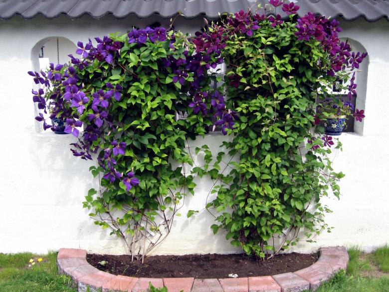 Free stock image of Purple Flowers created by Bent Arvesen