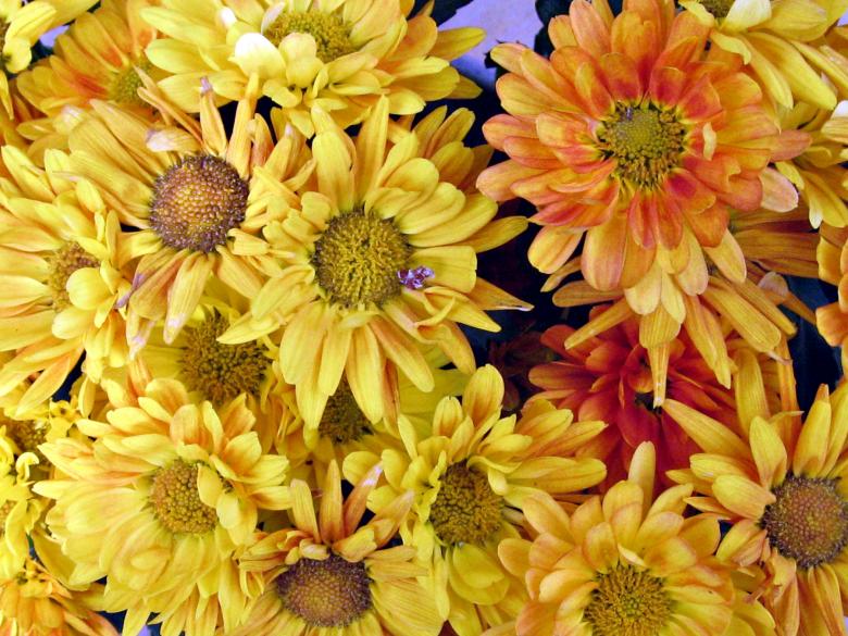 Free stock image of Yellow flowers created by Bent Arvesen
