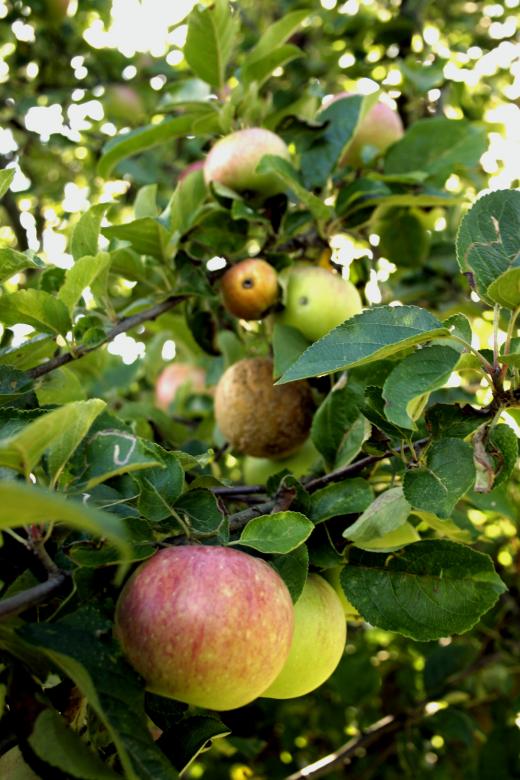 Free stock image of Red apples created by Bjorgvin
