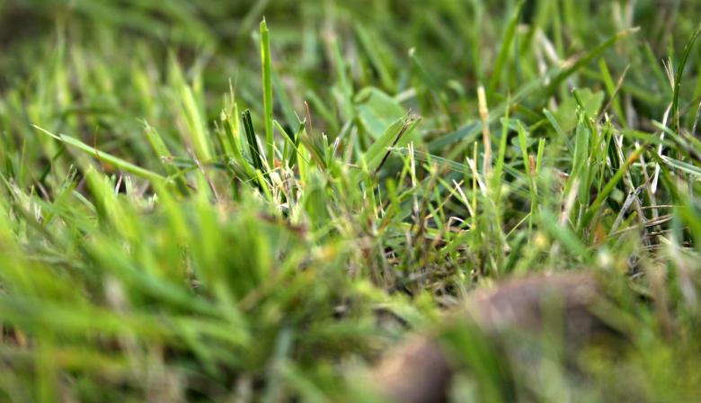 Free stock image of Grass closeup created by Bjorgvin