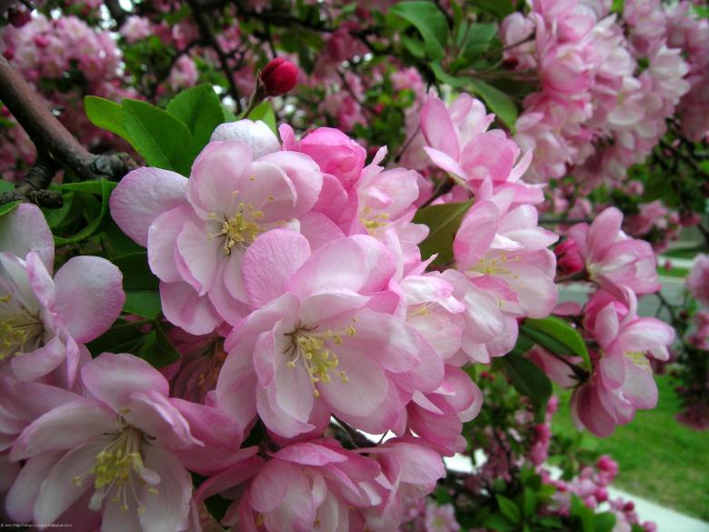 Free stock image of Blooms created by jerry philip pothen