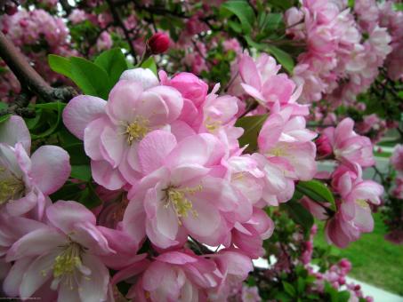 Blooms - Free Stock Photo