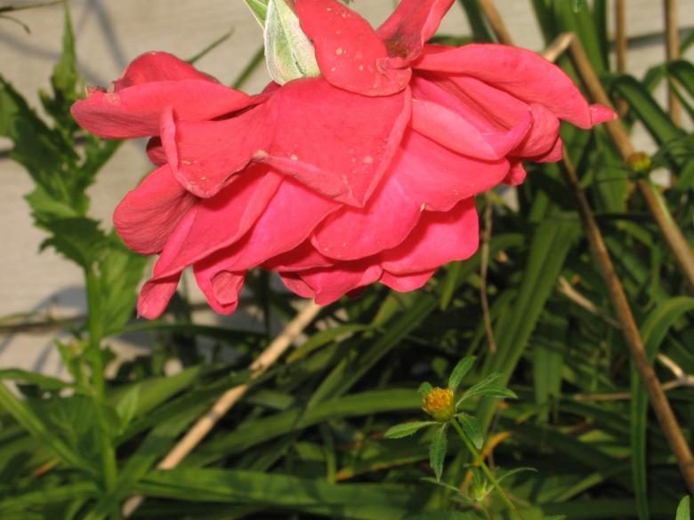 Free stock image of Rose created by emily bowman