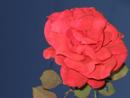 Roses are red... - Free Stock Photo