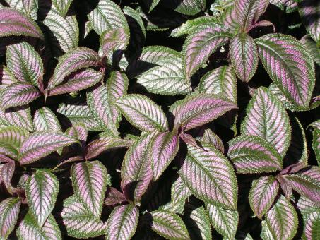 Pretty Plants - Free Stock Photo
