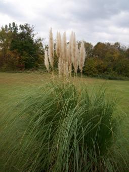 Cattails in the field - Free Stock Photo